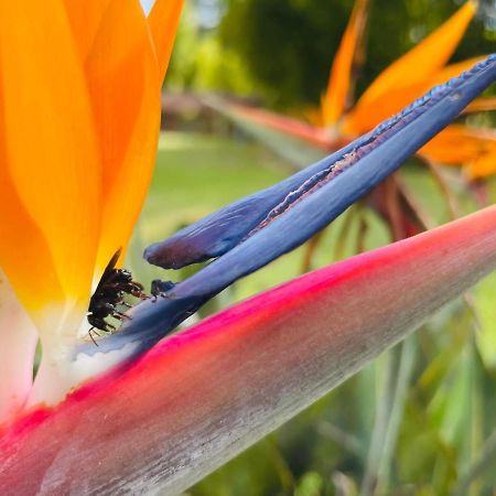 Jardin De Primavera Apartamentos Kültér fotó
