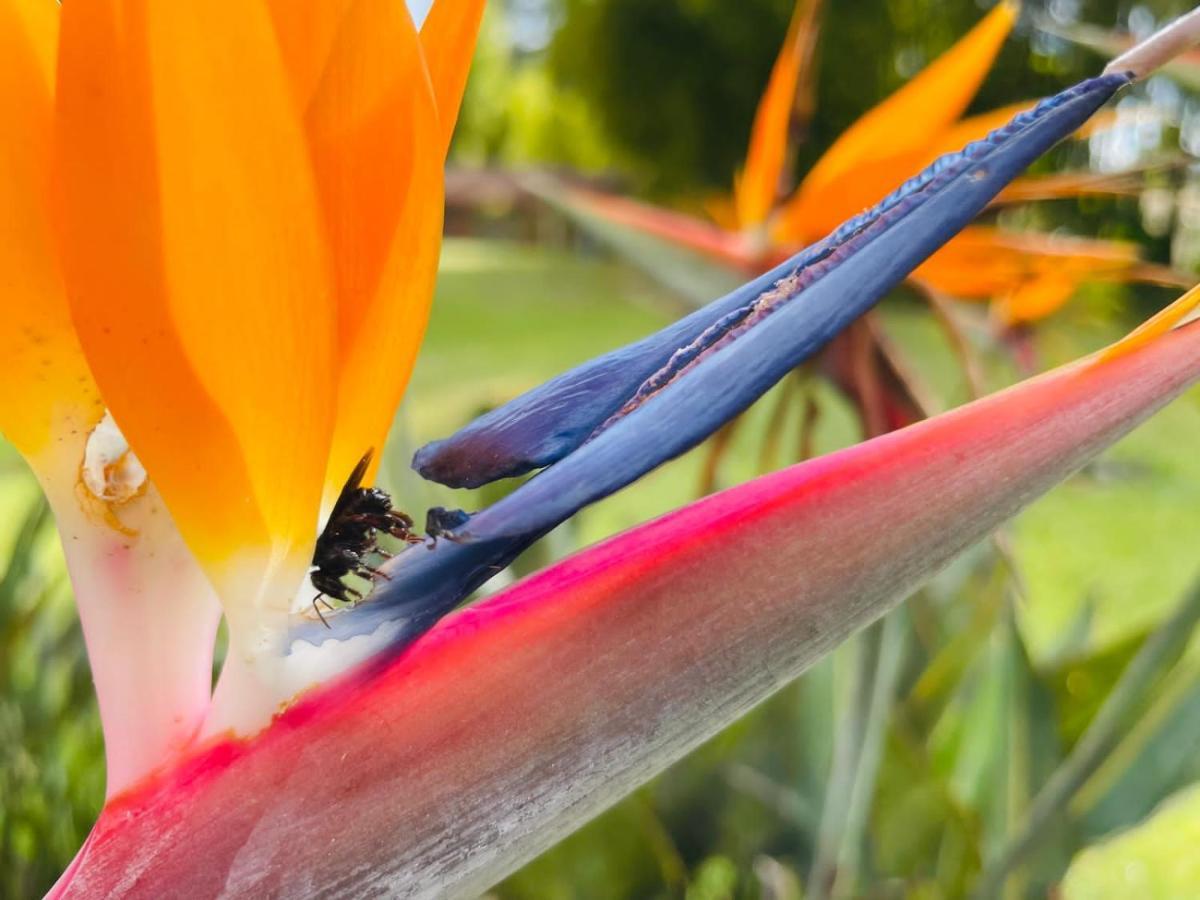 Jardin De Primavera Apartamentos Kültér fotó